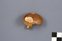 Tylopilus felleus image